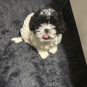 Cozy Black and White Dog Bed